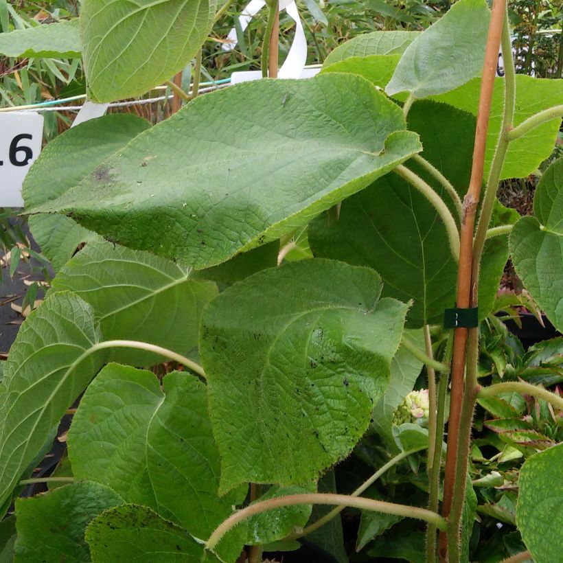 Yellow Kiwi Plant Kiwi Wonder (female) - Actinidia deliciosa (Foliage)