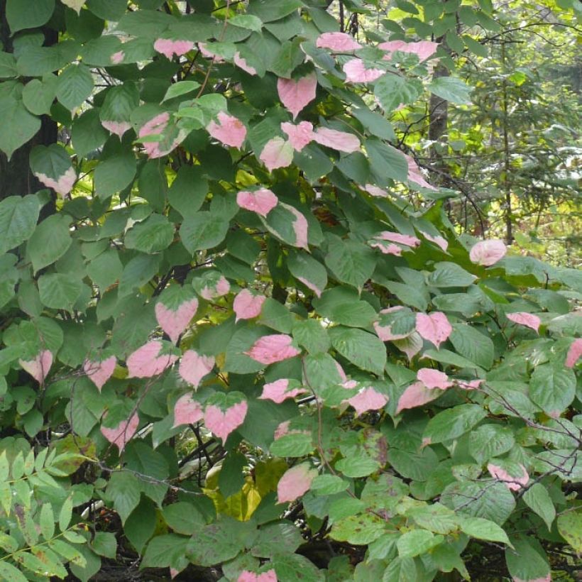 Actinidia kolomikta Adam (Foliage)