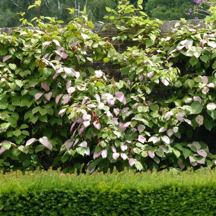 Actinidia kolomikta Adam (Plant habit)