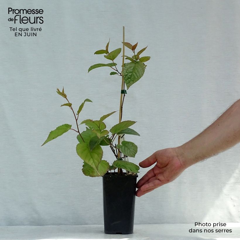 Actinidia kolomikta Eve 1.5L/2L pot sample as delivered in summer