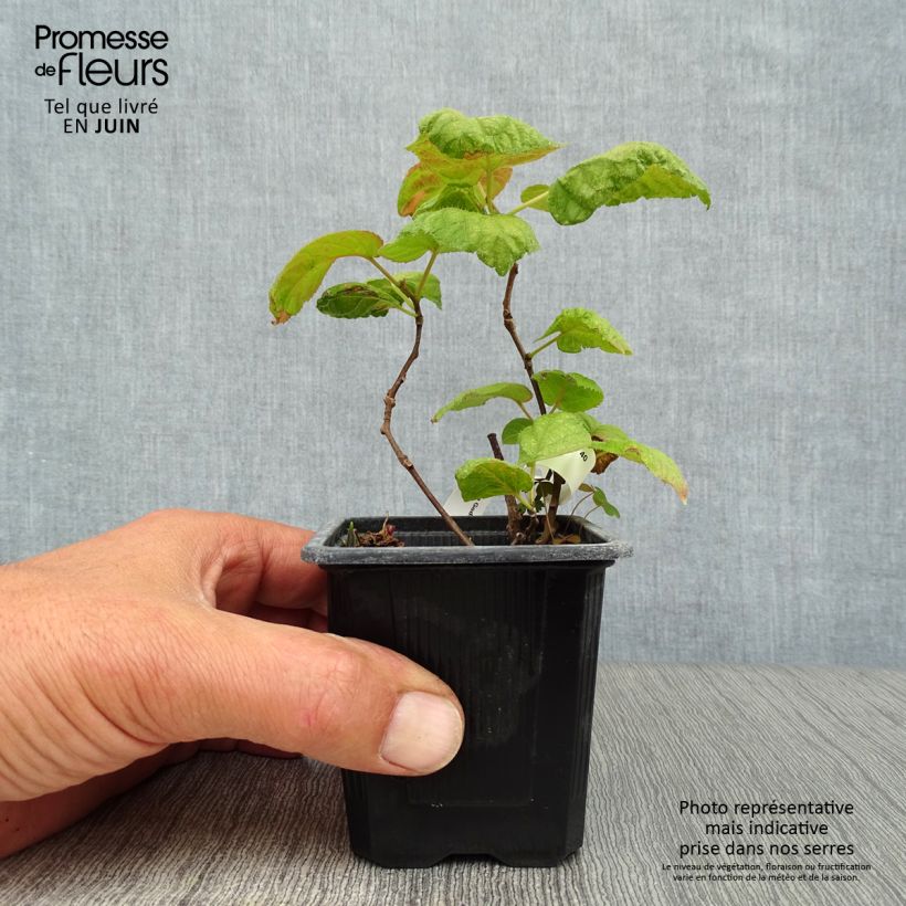 Actinidia kolomikta  8/9 cm pot sample as delivered in summer