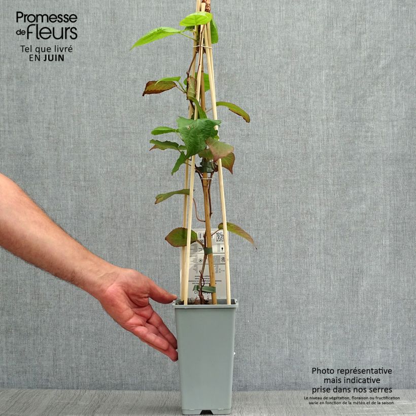 Actinidia kolomikta  2L/3L pot sample as delivered in summer