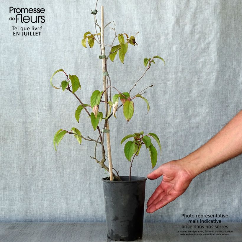 Actinidia pilosula  2L/3L pot sample as delivered in summer