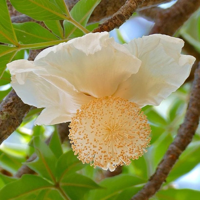 Adansonia digitata - Baobab (Flowering)