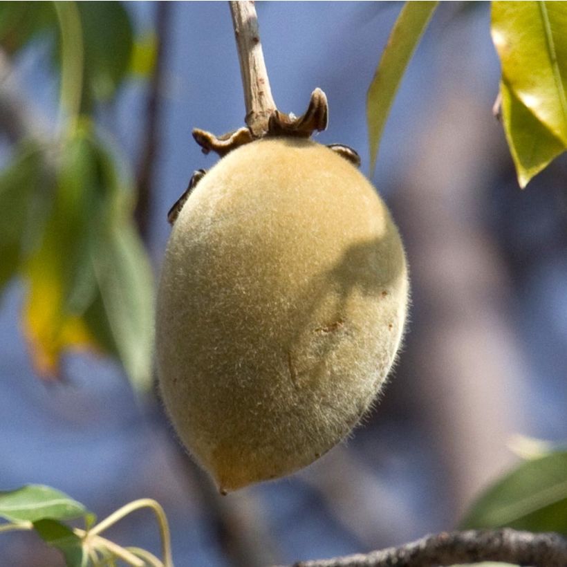 Adansonia digitata - Baobab (Harvest)