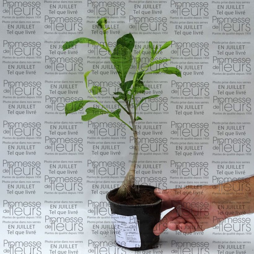 Adansonia digitata - Baobab 20L/25L pot sample as delivered in summer