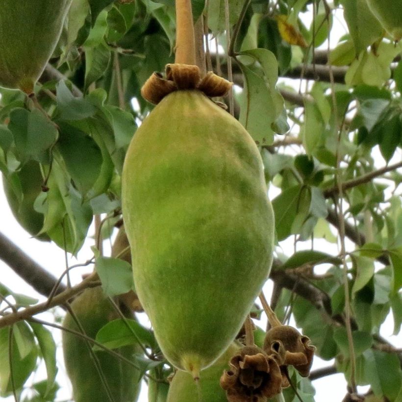 Adansonia grandidieri - Giant Baobab (Harvest)