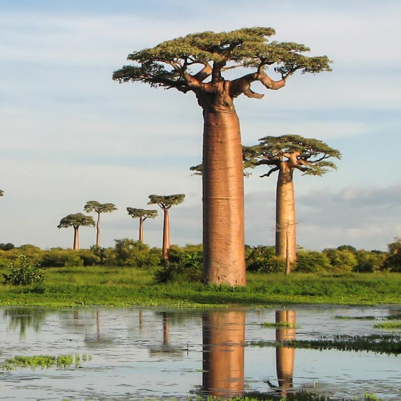 Adansonia grandidieri - Giant Baobab (Plant habit)