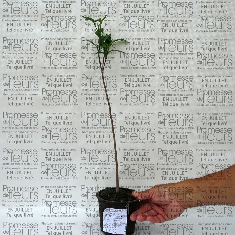 Adansonia grandidieri - Giant Baobab 12cm pot sample as delivered in summer