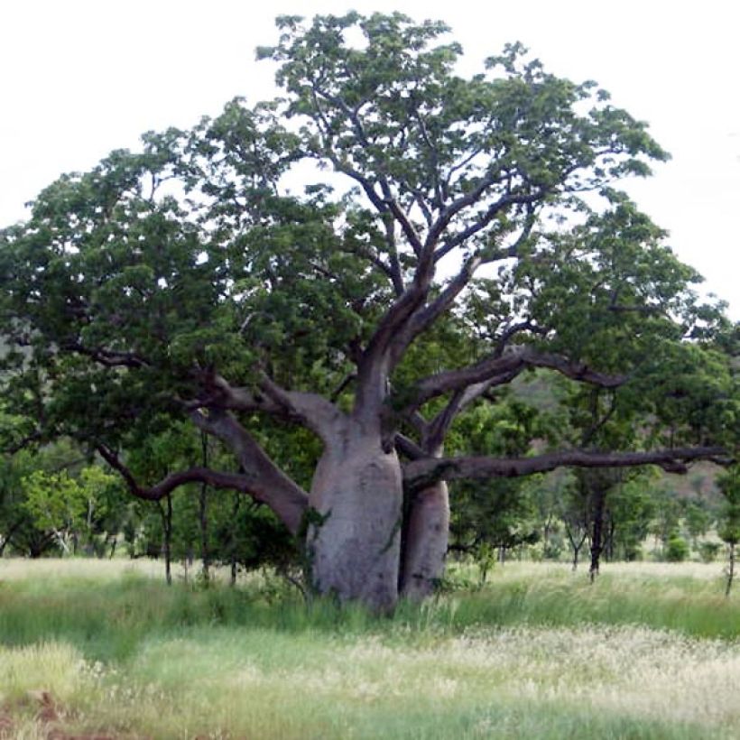 Adansonia gregorii - Boab (Plant habit)