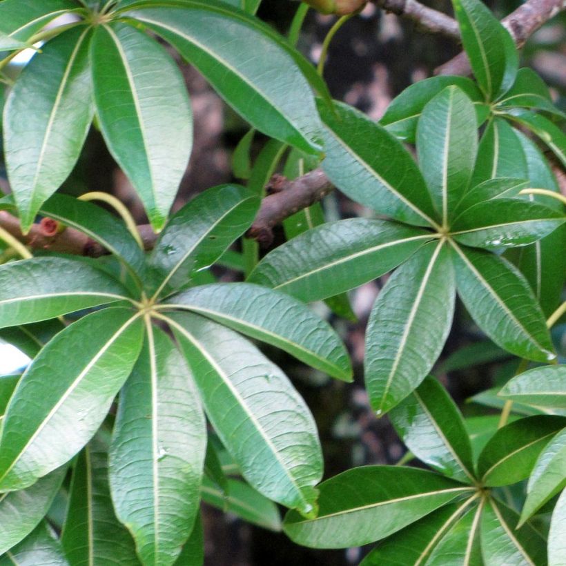 Adansonia madagascariensis - Madagascar baobab (Foliage)