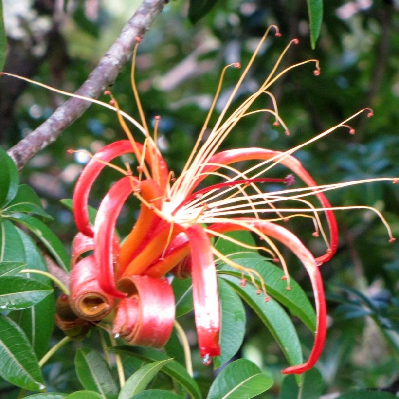 Adansonia madagascariensis - Madagascar baobab (Flowering)