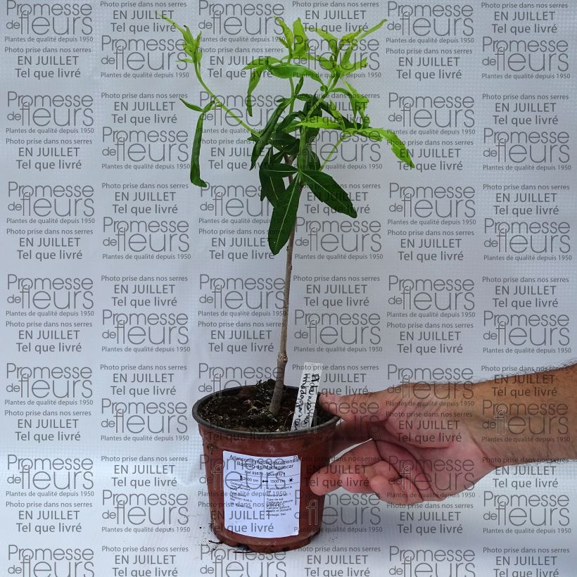 Adansonia madagascariensis - Madagascar baobab 12cm pot sample as delivered in summer