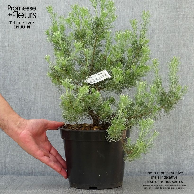 Adenanthos sericeus 2L/3L pot sample as delivered in summer