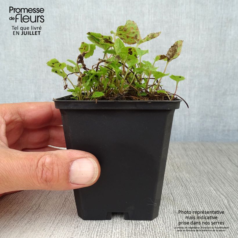 Adenophora confusa Gaudi Violet 8/9 cm pot sample as delivered in summer