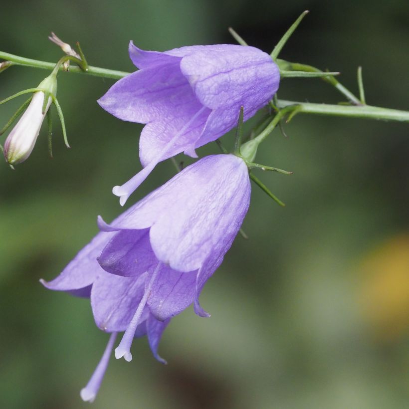 Adenophora stricta (Flowering)