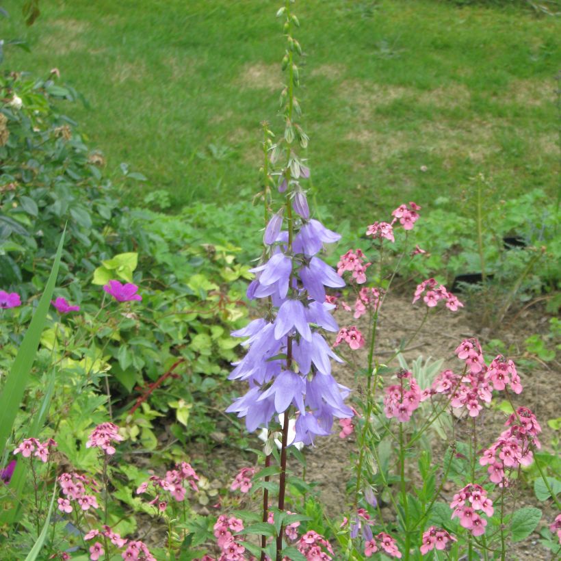 Adenophora stricta (Plant habit)