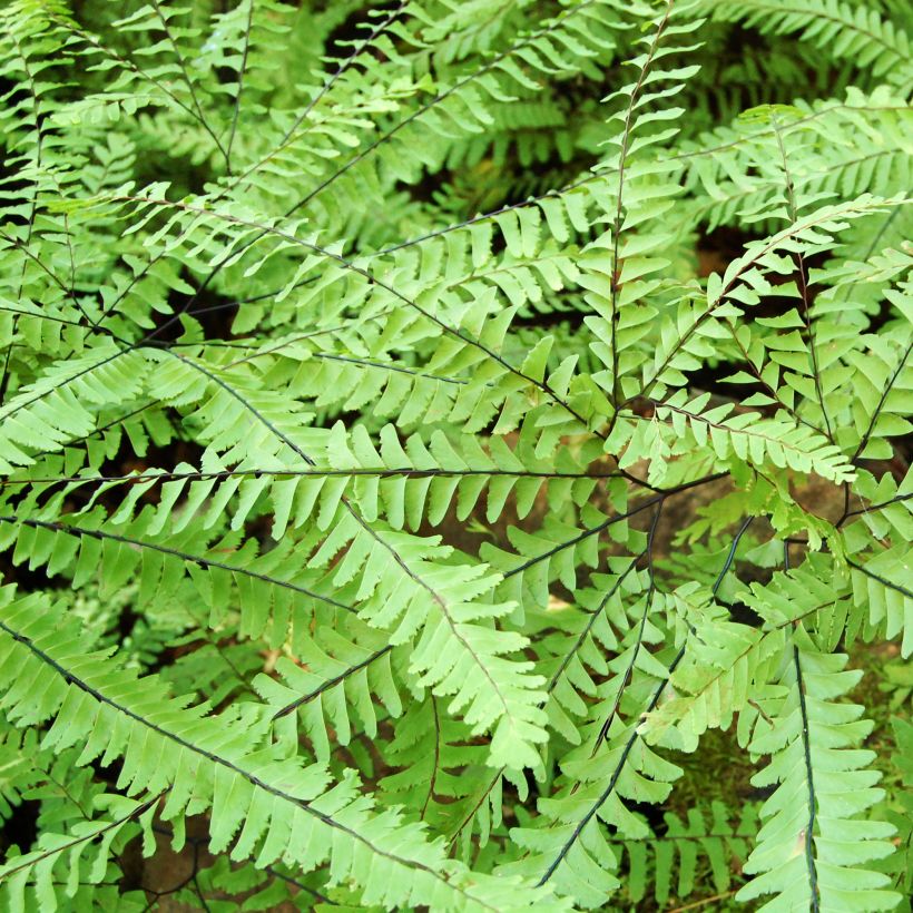 Adiantum aleuticum Imbricatum (Foliage)