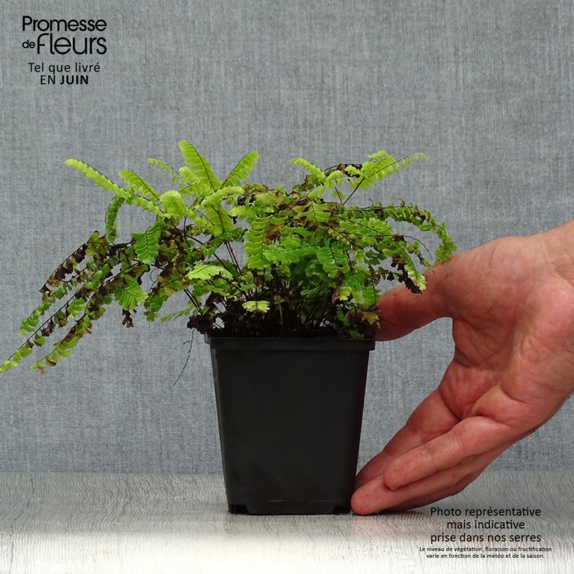 Adiantum aleuticum Imbricatum 8/9 cm pot sample as delivered in summer