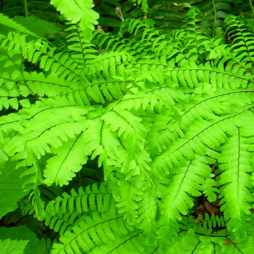 Adiantum aleuticum Miss Sharples (Foliage)