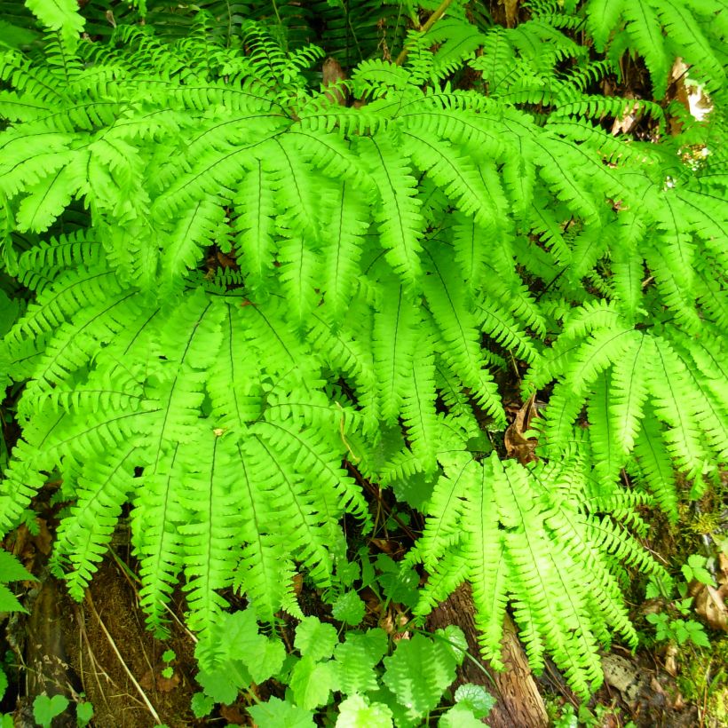 Adiantum aleuticum Miss Sharples (Plant habit)