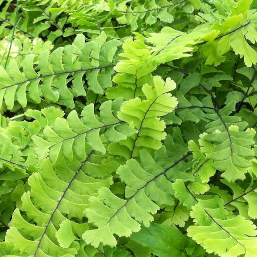 Adiantum pedatum Imbricatum - Northern maidenhair Fern (Foliage)