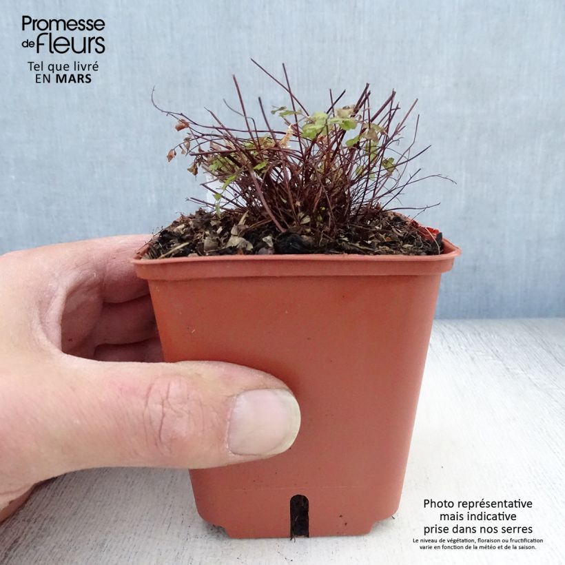 Adiantum pedatum Imbricatum - Northern maidenhair Fern 8/9 cm pot sample as delivered in spring