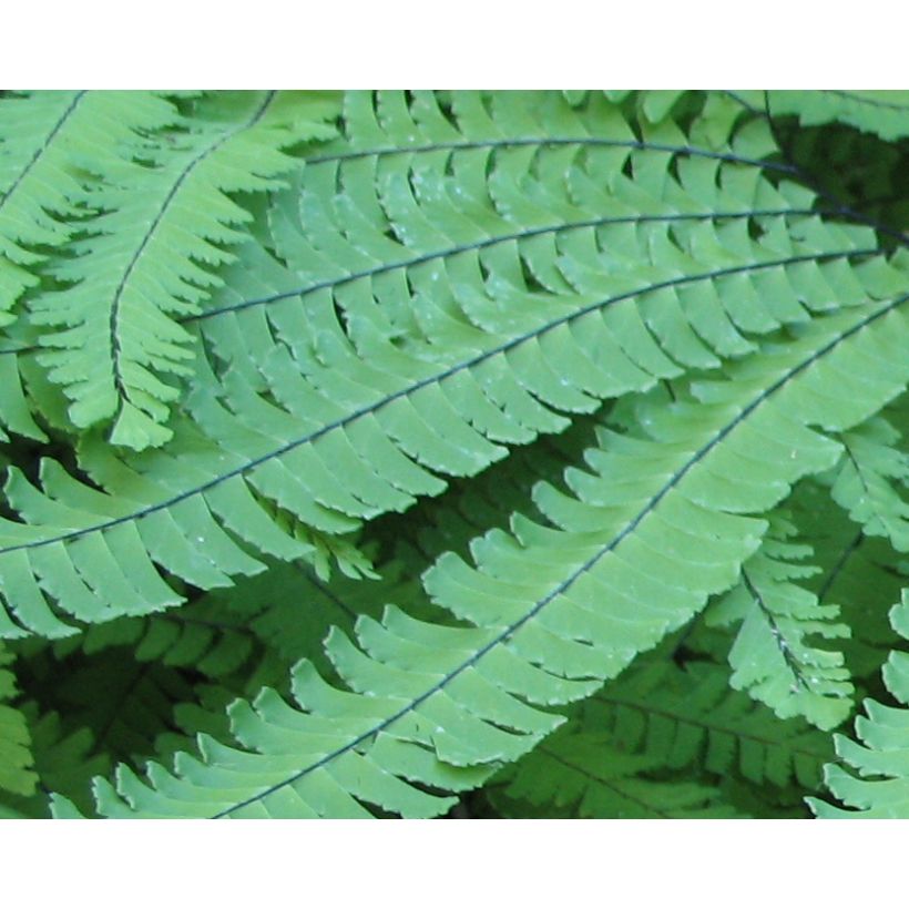 Adiantum pedatum (Foliage)