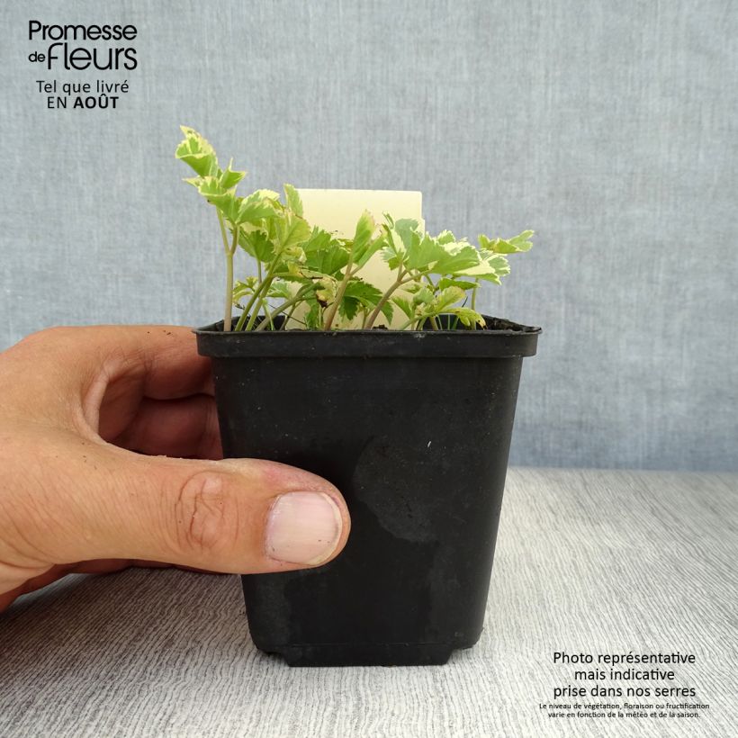 Aegopodium podagraria Variegata 7/8 cm pot sample as delivered in summer