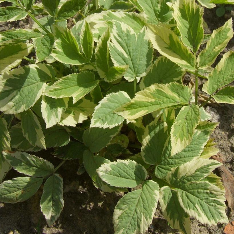 Aegopodium podagraria Variegata (Foliage)