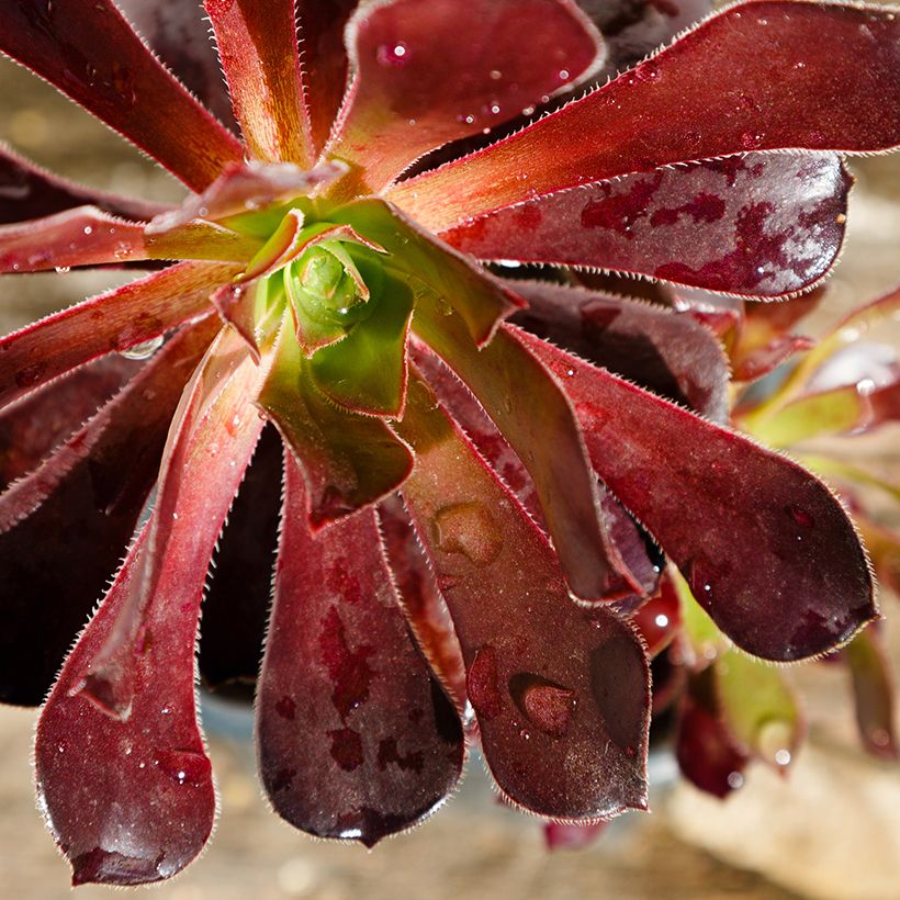 Aeonium arboreum Du Rozzen (Foliage)