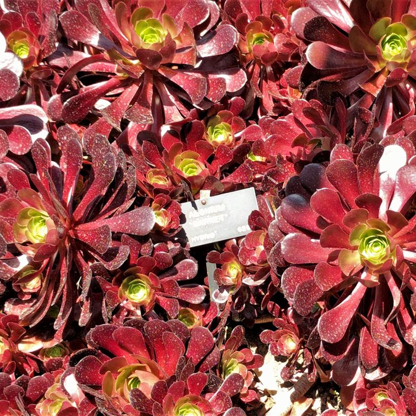 Aeonium arboreum Garnet (Foliage)