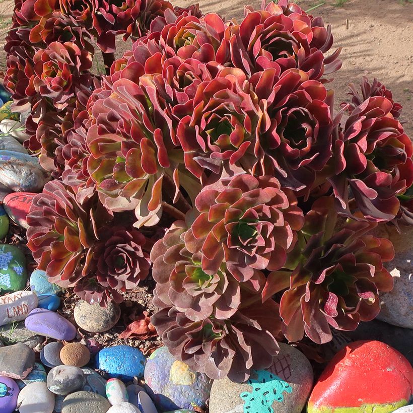 Aeonium arboreum Garnet (Plant habit)