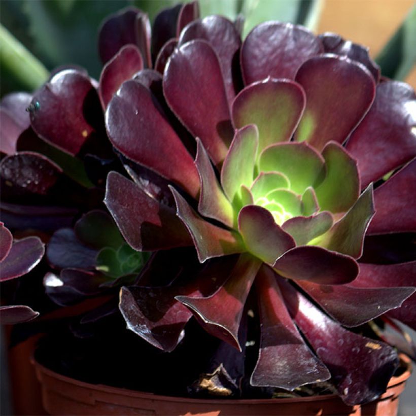 Aeonium arboreum var. atropurpureum Schwarzkopf (Flowering)