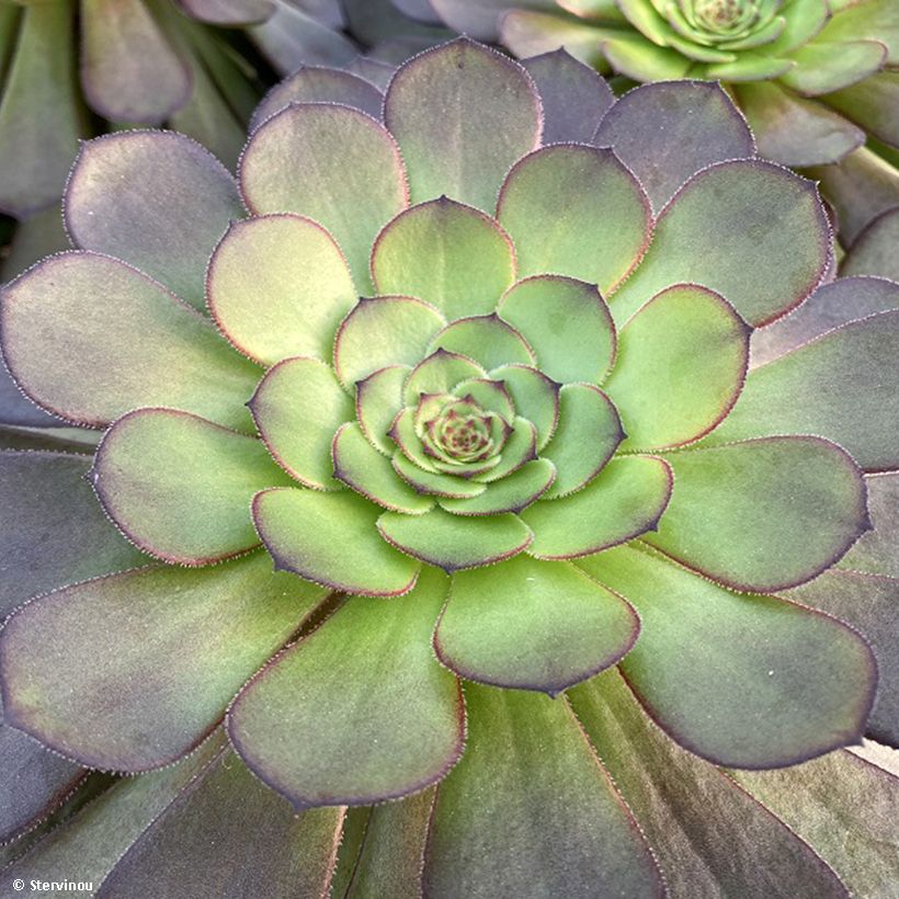 Aeonium arboreum Tip Top (Foliage)