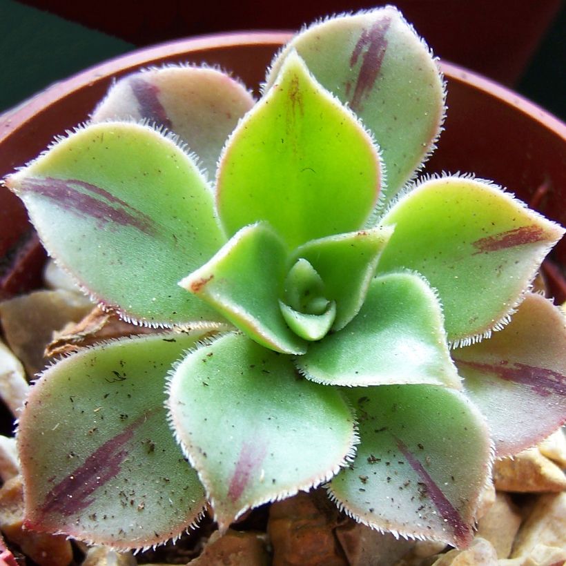 Aeonium leucoblepharum (Foliage)