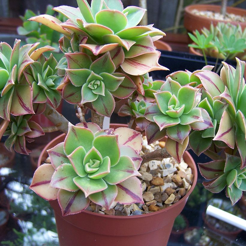 Aeonium leucoblepharum (Plant habit)