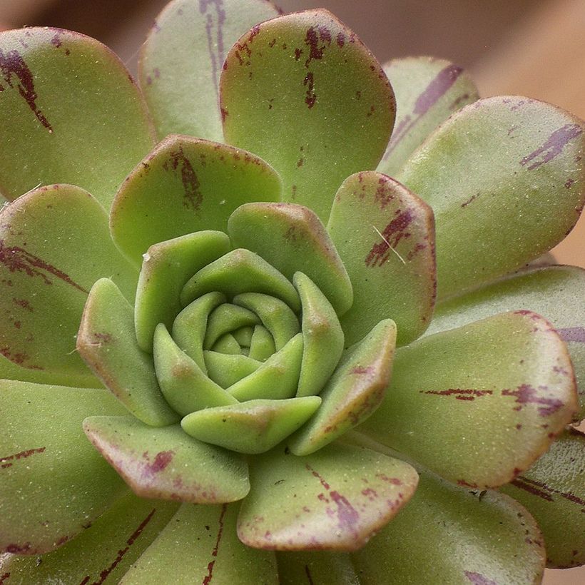 Aeonium occidentale (Foliage)