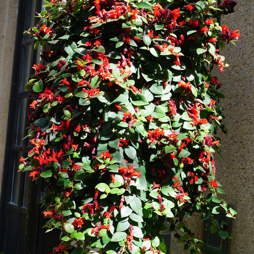 Aeschynanthus Mona Lisa - Lipstick plant (Plant habit)