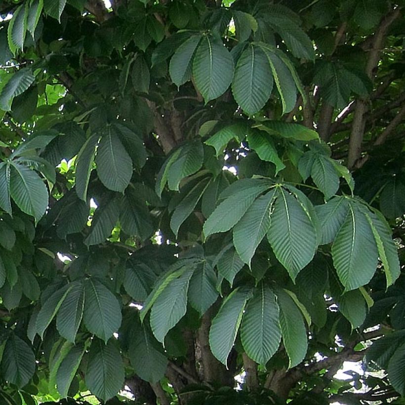 Aesculus x carnea Briotii (Foliage)