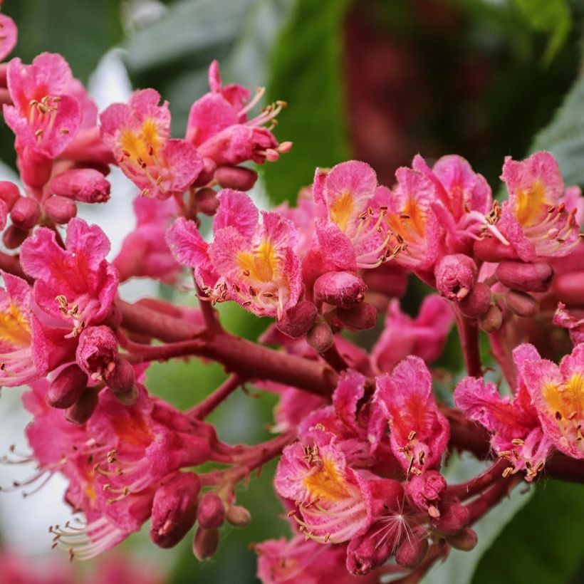 Aesculus x carnea Briotii (Flowering)