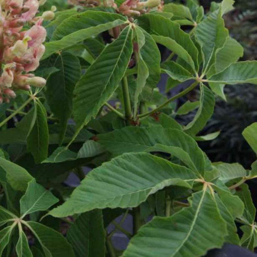 Aesculus mutabilis Induta (Foliage)