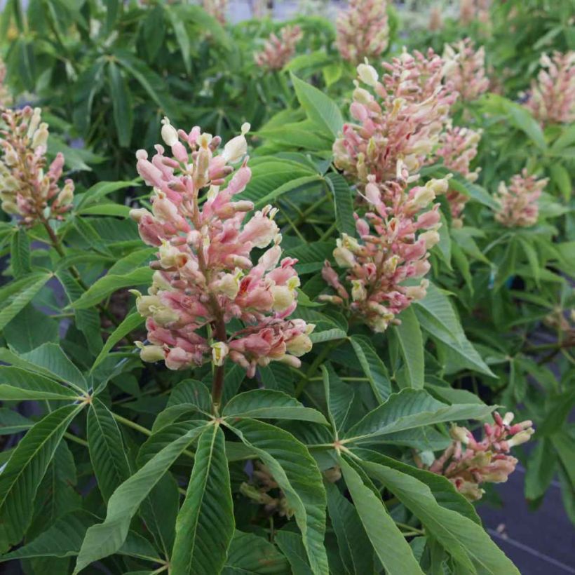 Aesculus mutabilis Induta (Flowering)