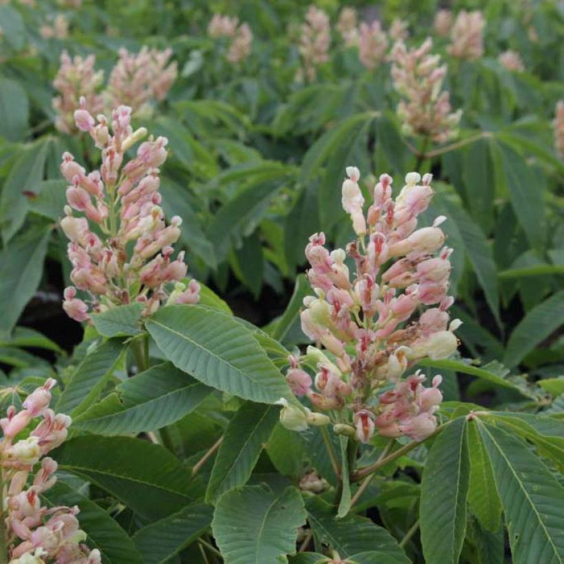 Aesculus neglecta Autumn Fire (Flowering)