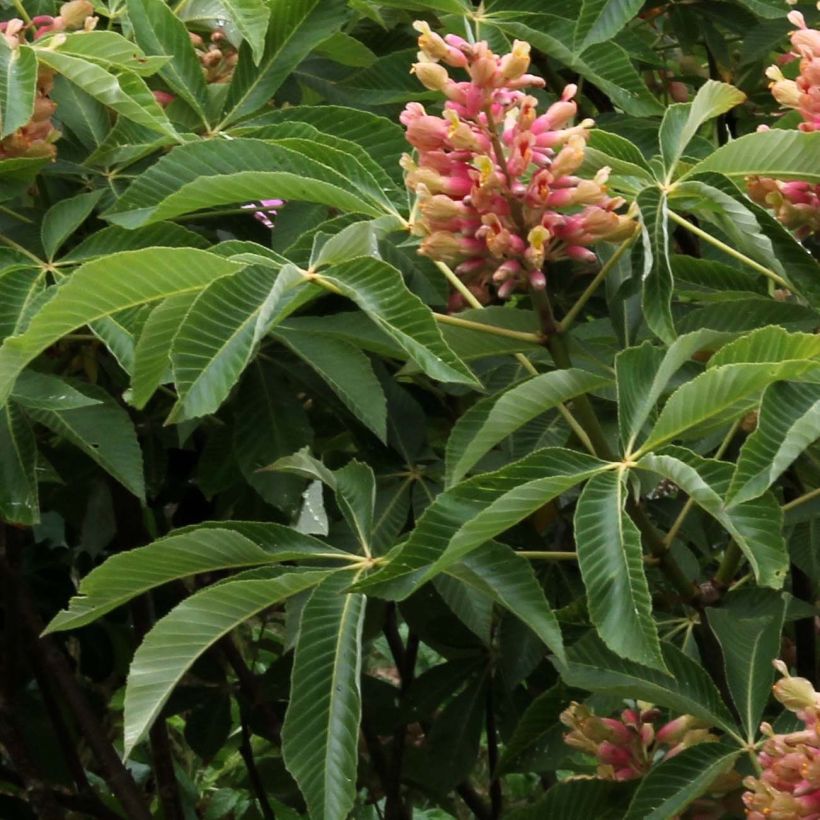 Aesculus pavia var. discolor Koehnei (Foliage)