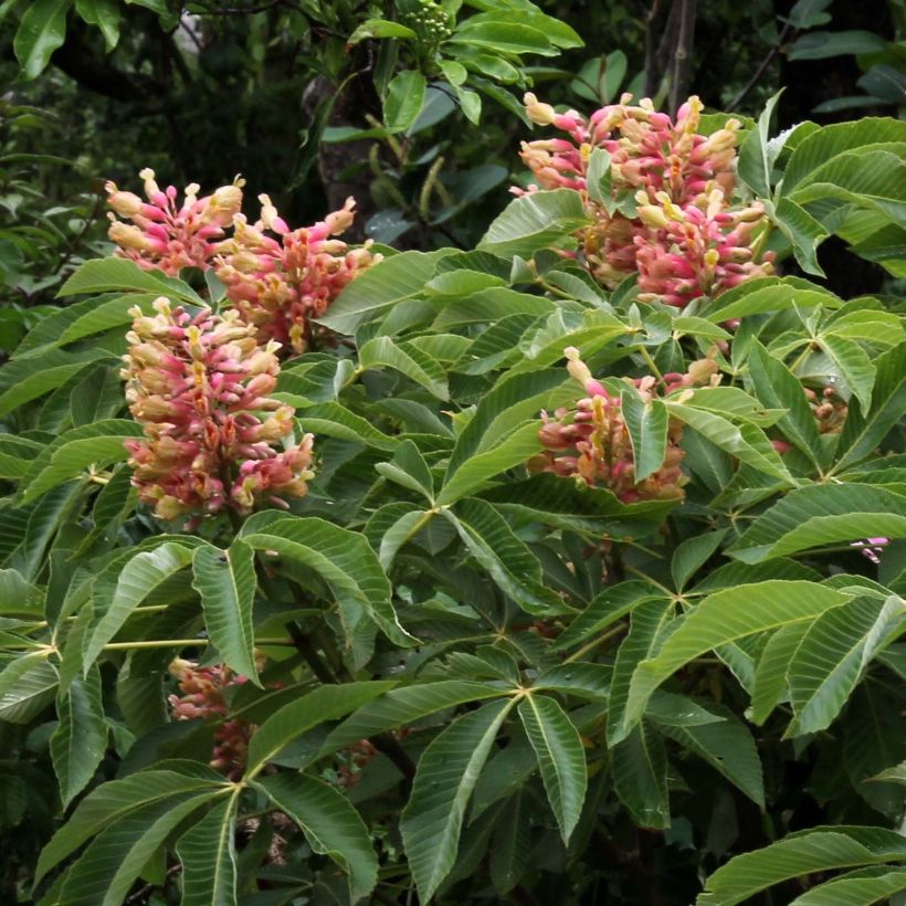 Aesculus pavia var. discolor Koehnei (Flowering)