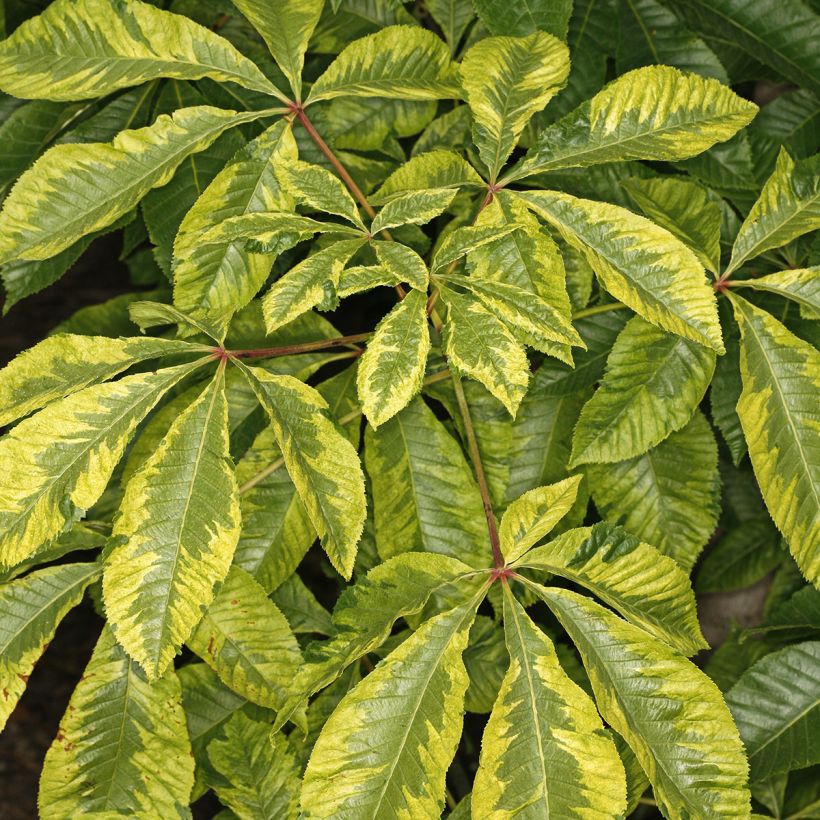Aesculus x carnea Marginata (Foliage)