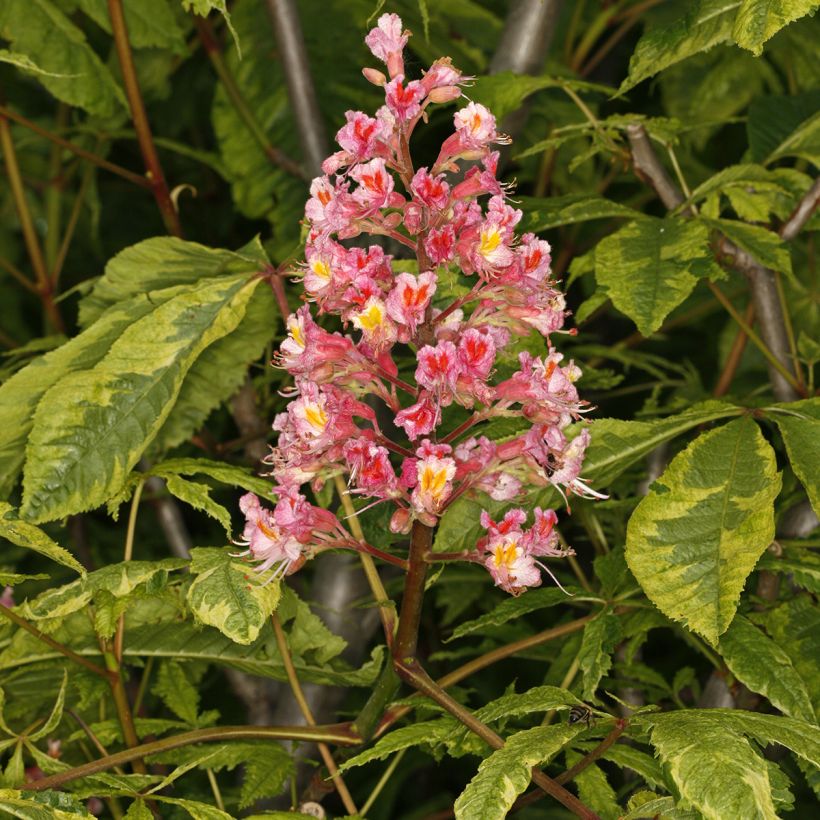 Aesculus x carnea Marginata (Flowering)