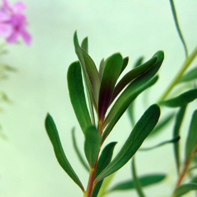 Aethionema armenum Warley Rose (Foliage)