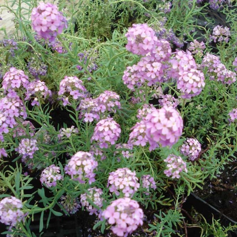 Aethionema armenum Warley Rose (Plant habit)